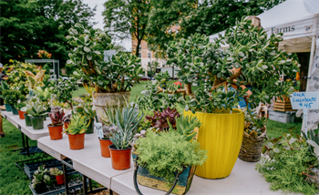 Potted plants from Matt's Urban Garden